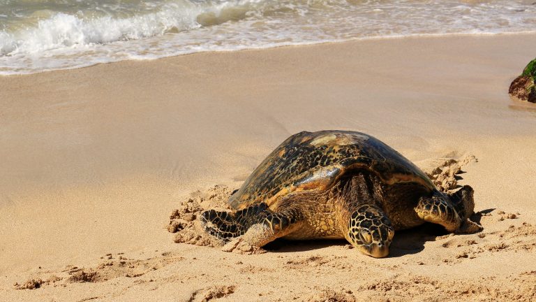 Turtle Beach, Oahu, Hawaii