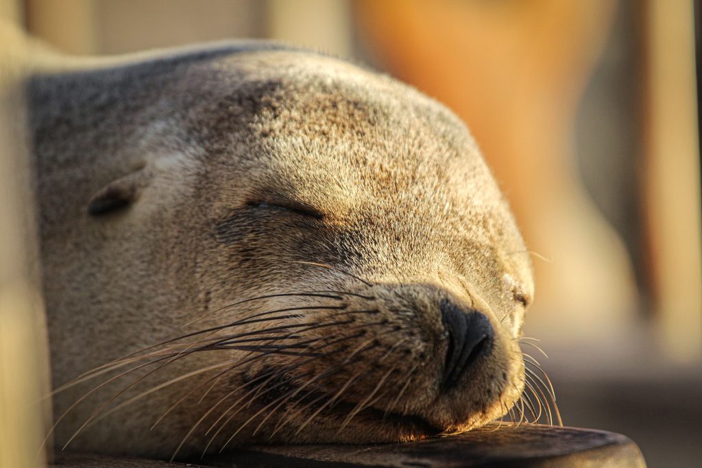 Galapagos sea lion, Wildlife, Travel