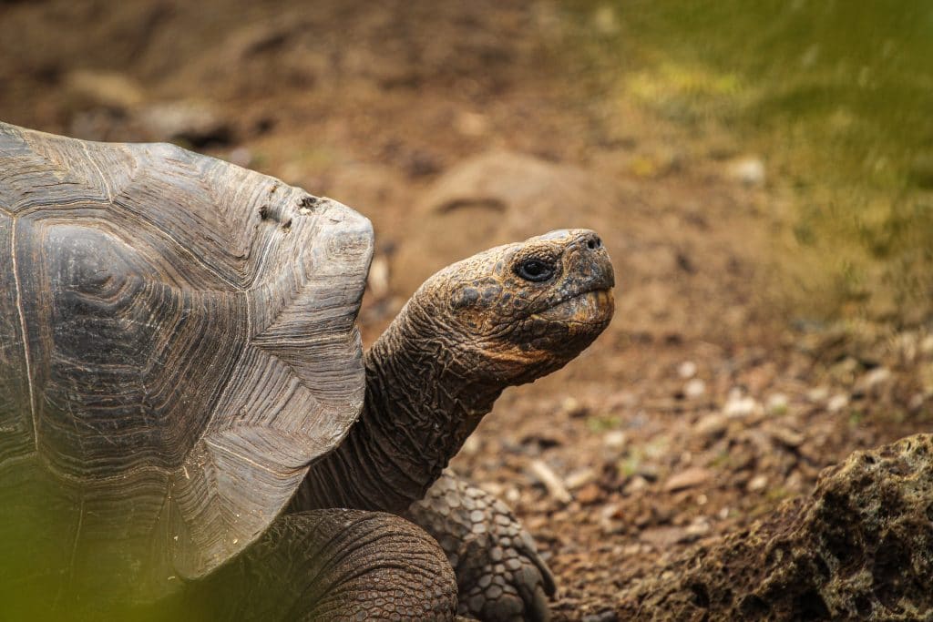 giant tortoise galapagos