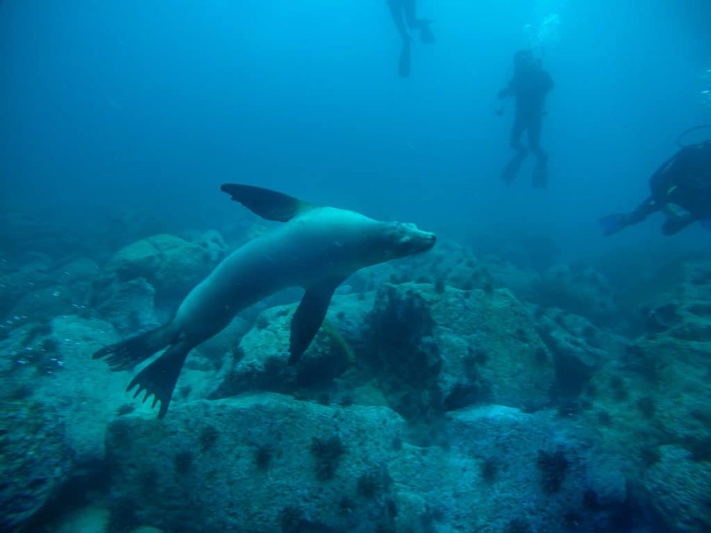 diving in Galapagos