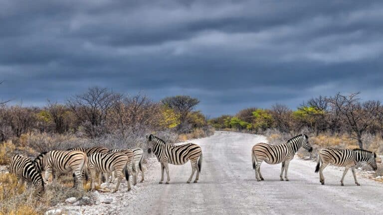 Self driving safari africa